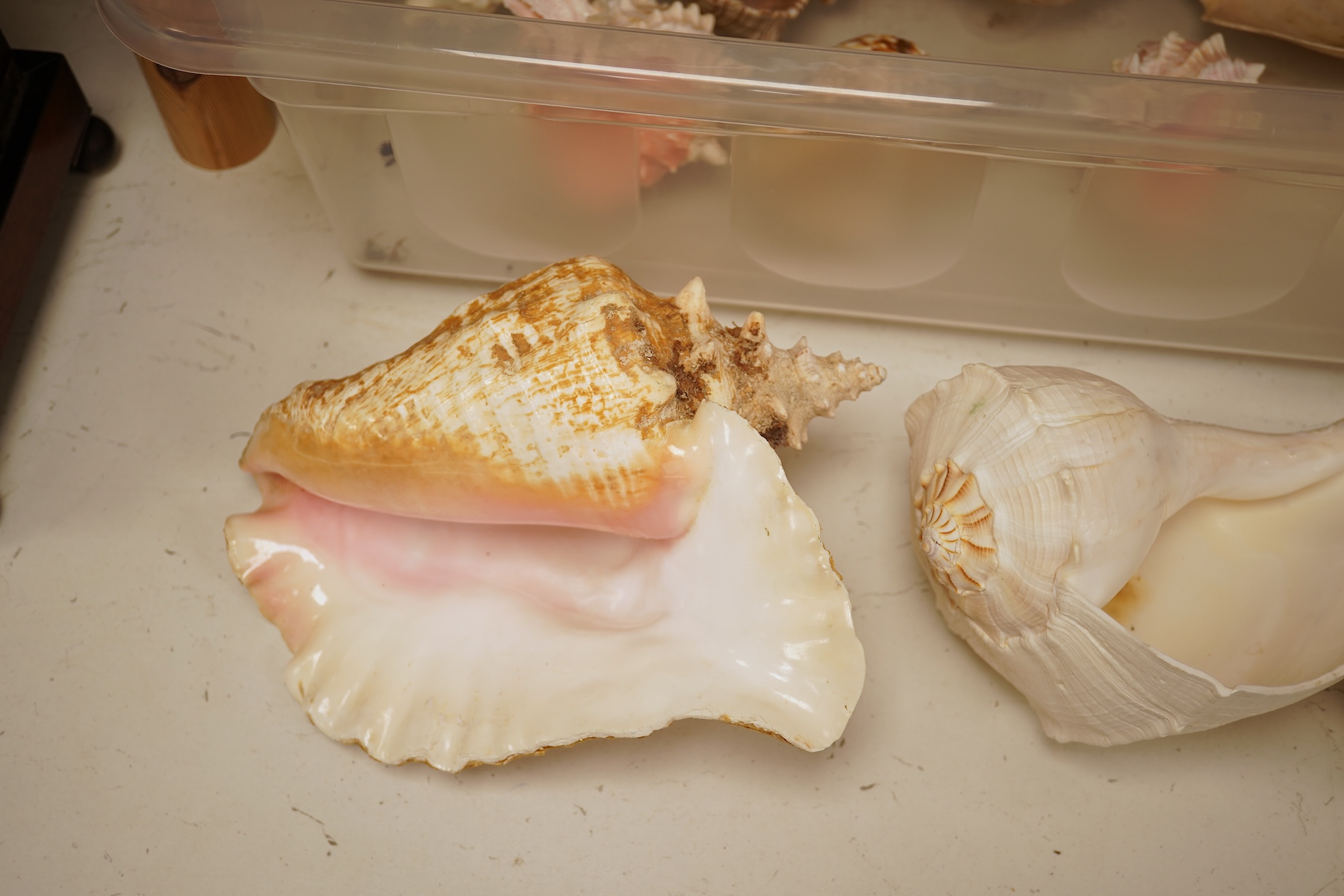 A collection of natural history interest shells to include conch shells, largest approximately 24cm wide